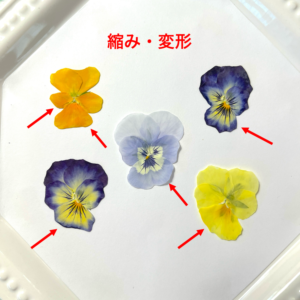 【練習用にどうぞ】うずの華 食べるおしばな ビオラMix・50枚<訳あり品>