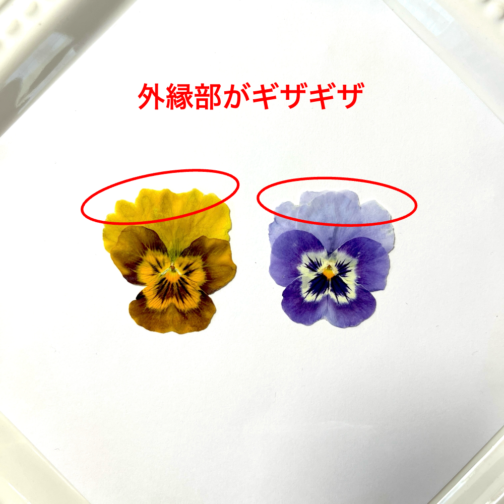 【練習用にどうぞ】うずの華 食べるおしばな ビオラMix・50枚<訳あり品>