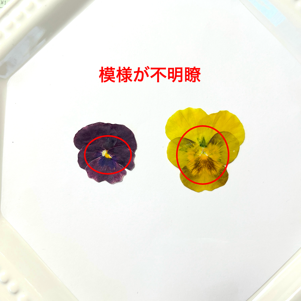 【練習用にどうぞ】うずの華 食べるおしばな ビオラMix・50枚<訳あり品>