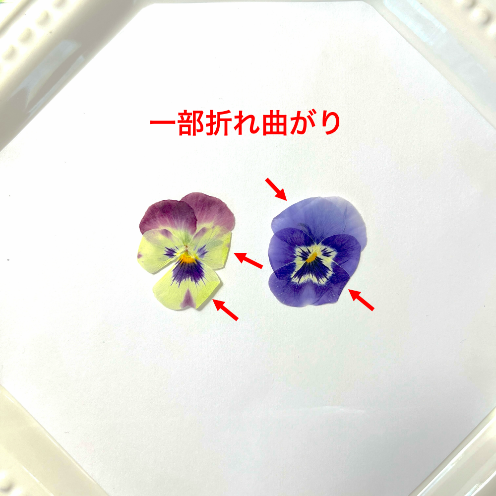 【練習用にどうぞ】うずの華 食べるおしばな ビオラMix・50枚<訳あり品>