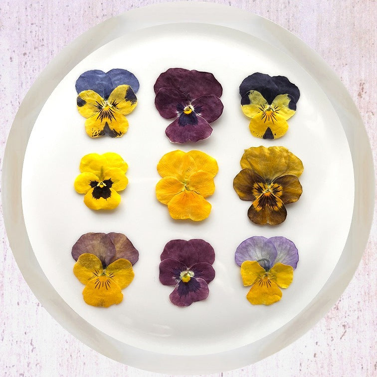 【20%OFF! おまとめ20】うずの華 食べるおしばな ビオラ(50枚×20パック)