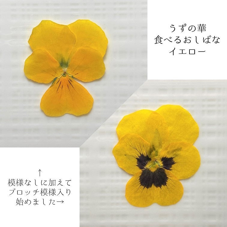 【10%OFF! おまとめ10】うずの華 食べるおしばな ビオラ(50枚×10パック)