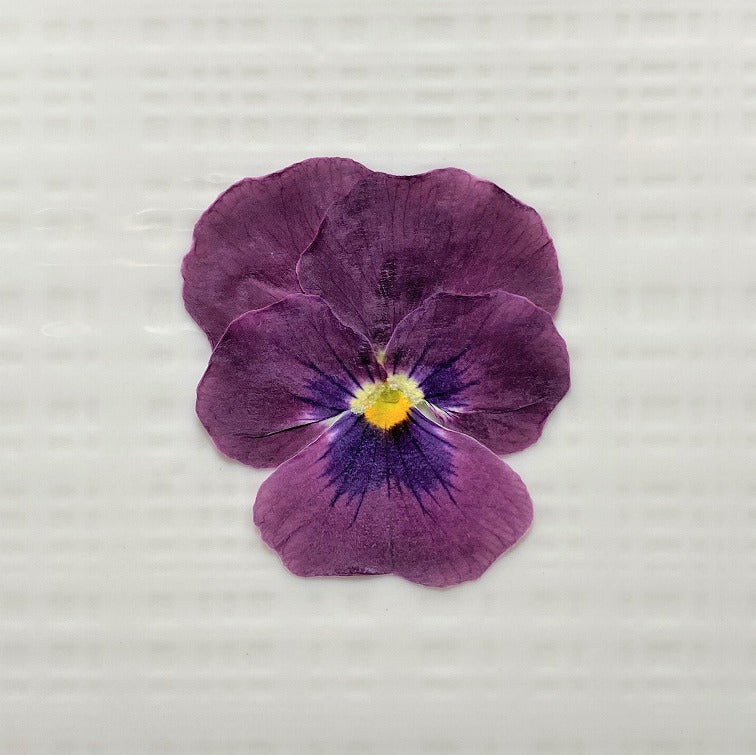 【5%OFF! おまとめ5】うずの華 食べるおしばな ビオラ(50枚×5パック)