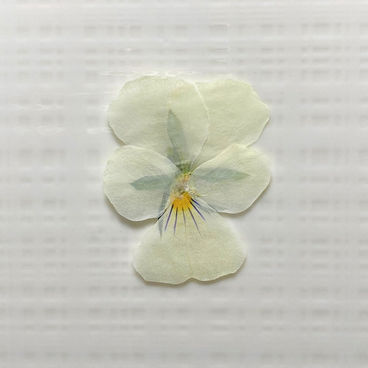 【5%OFF! おまとめ5】うずの華 食べるおしばな ビオラ(50枚×5パック)