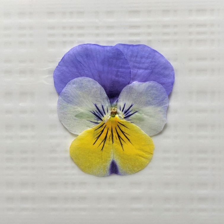 【5%OFF! おまとめ5】うずの華 食べるおしばな ビオラ(50枚×5パック)