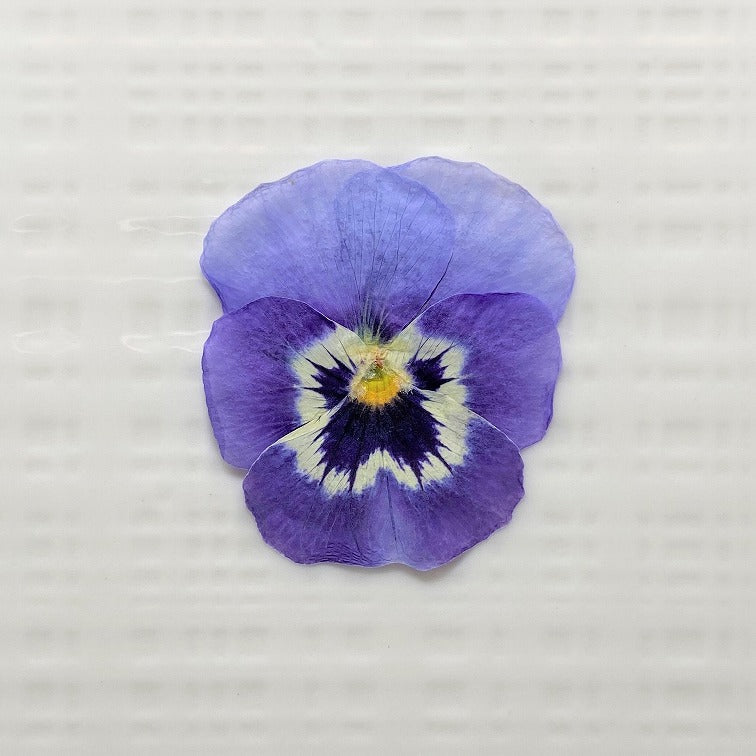 【20%OFF! おまとめ20】うずの華 食べるおしばな ビオラ(50枚×20パック)