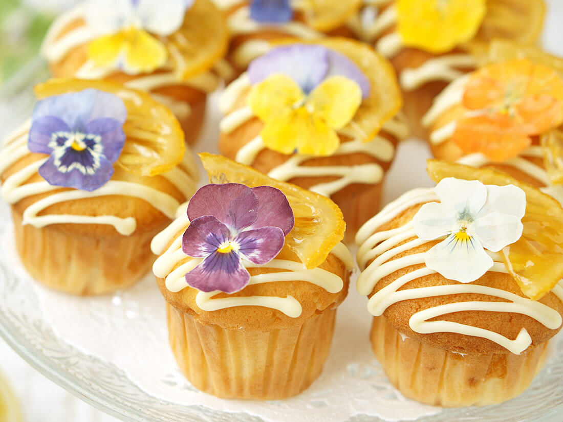 【送料無料】うずの華 食べるおしばな ビオラ