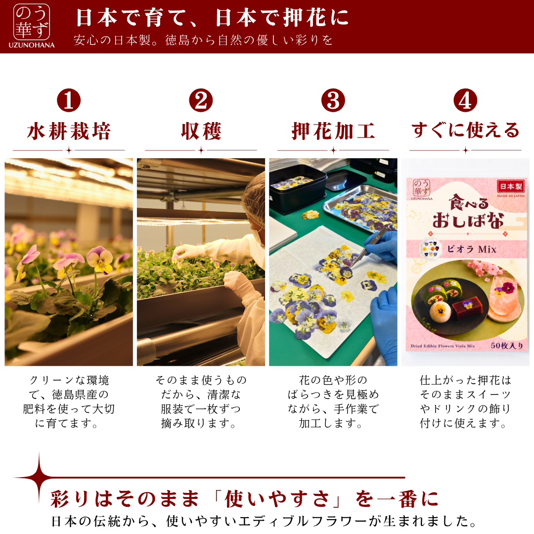 【送料無料】うずの華 食べるおしばな ビオラ