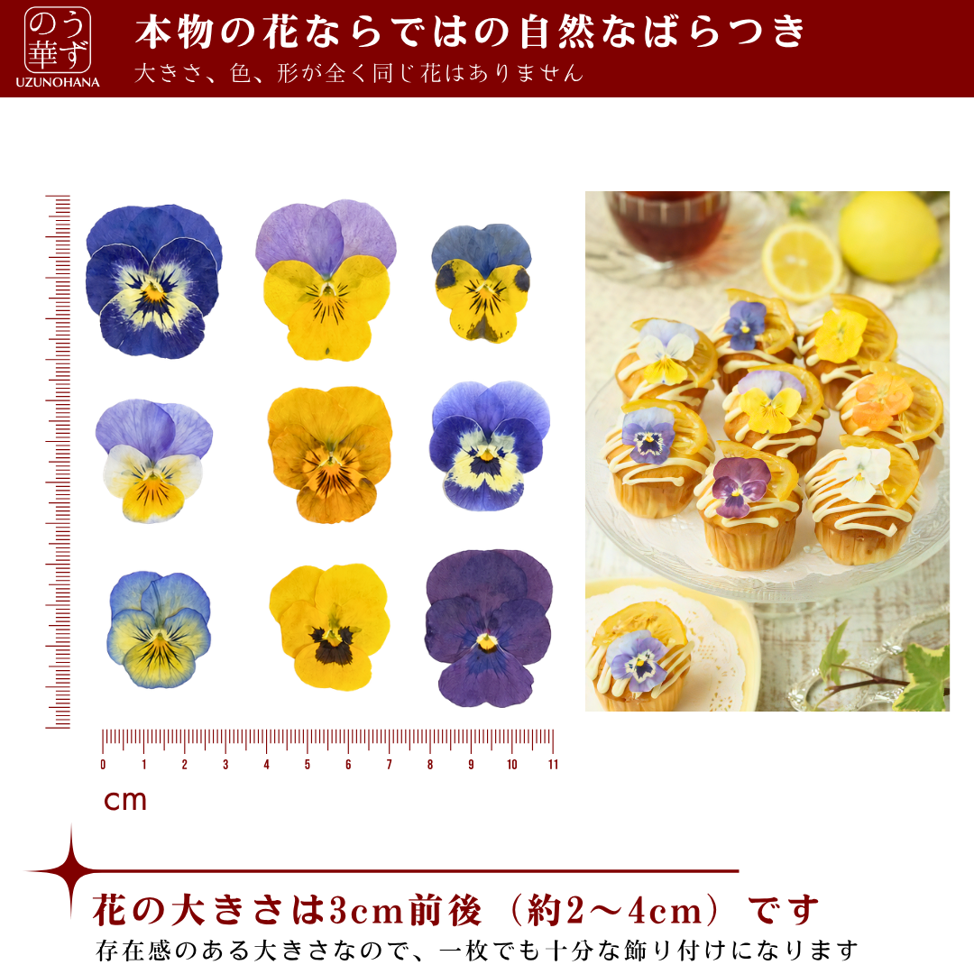 【送料無料】うずの華 食べるおしばな ビオラ